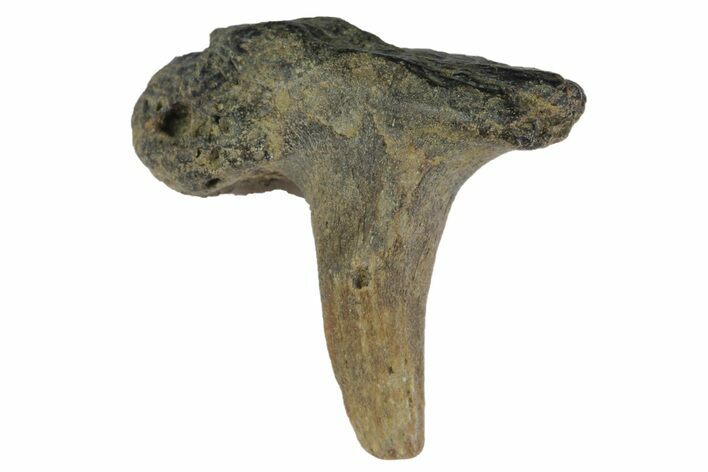 Fossil Enchodus Fang with Jaw Section - Texas #164783